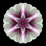flower_mandala_3